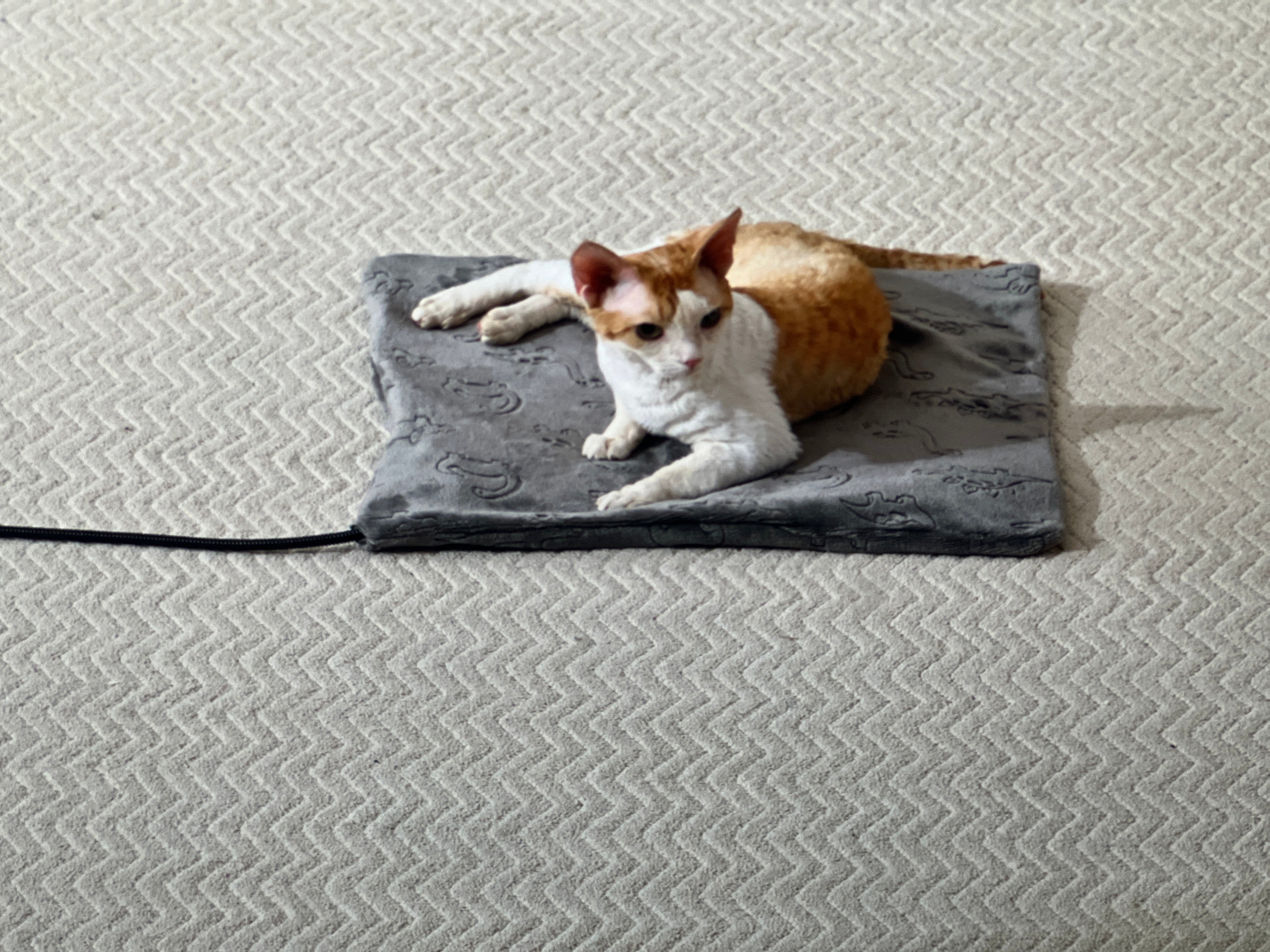 FANTICO Pet Heating Pad for Cats Dogs, Waterproof Electric Heating Mat Indoor, Adjustable Warming Mat, Pets Heated Bed with Chew Resistant Steel Cord (18" x 18")
