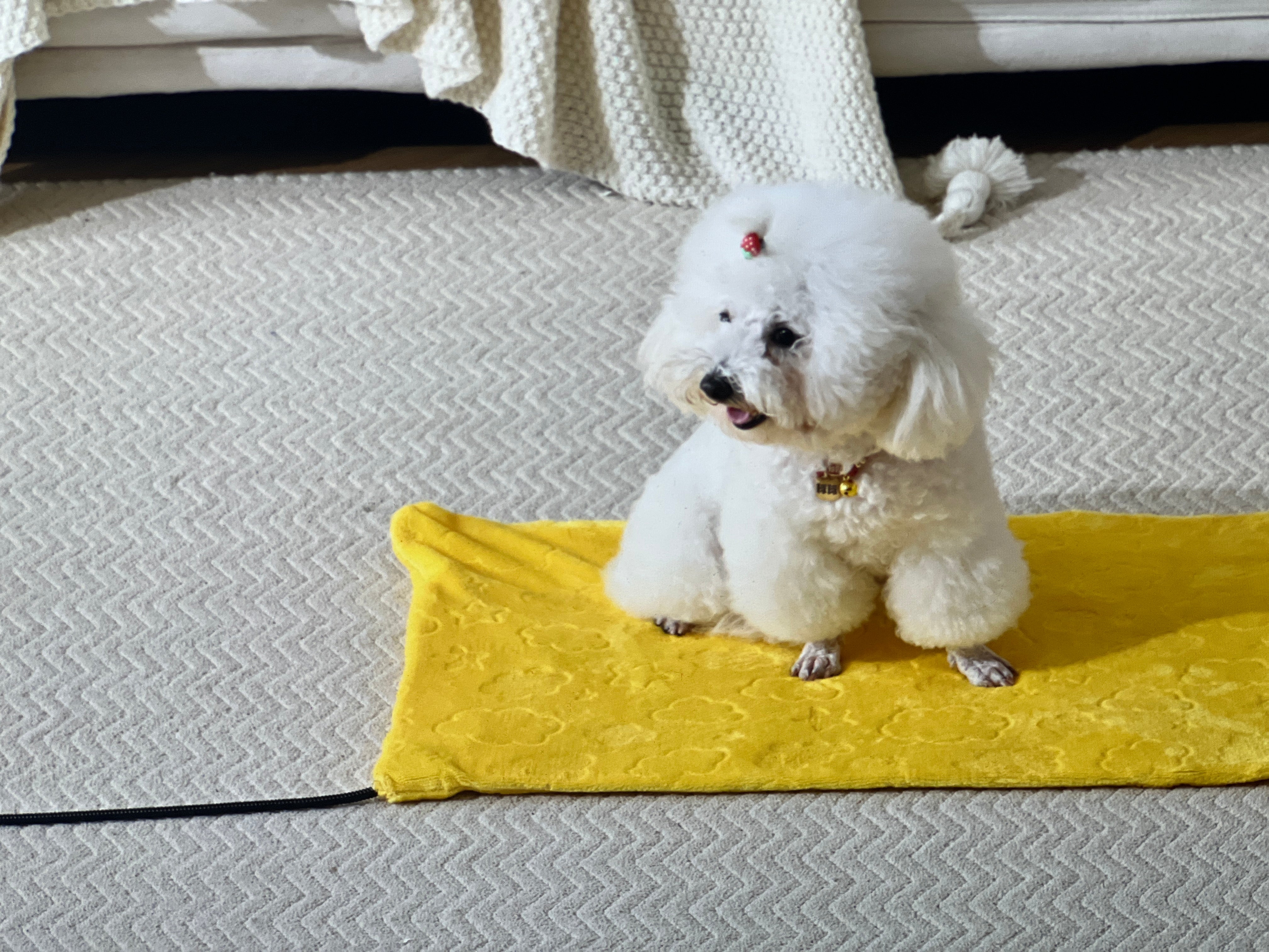 FANTICO Pet Heating Pad for Cats Dogs, Waterproof Electric Heating Mat Indoor, Adjustable Warming Mat, Pets Heated Bed with Chew Resistant Steel Cord (18" x 18")